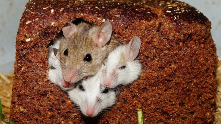 Снимка: Pixabay