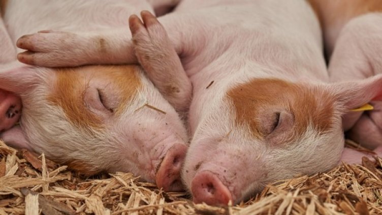 Снимка: Pixabay