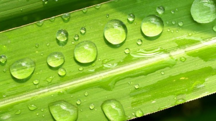 Снимка: Pixabay