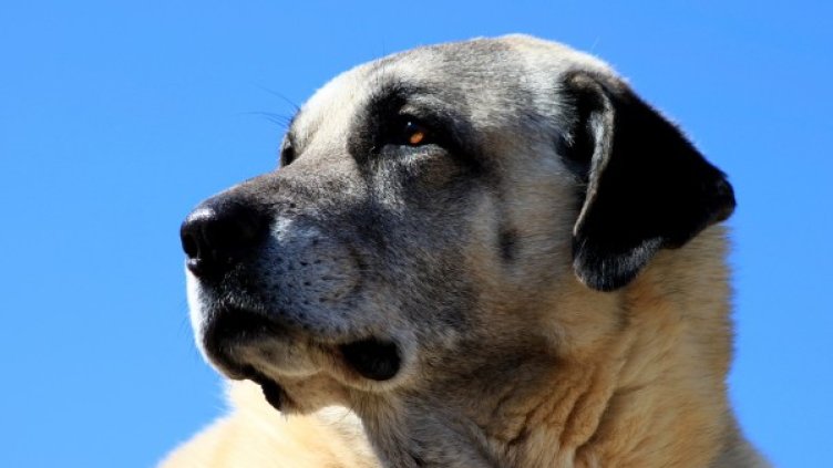 Снимка: pixaBay