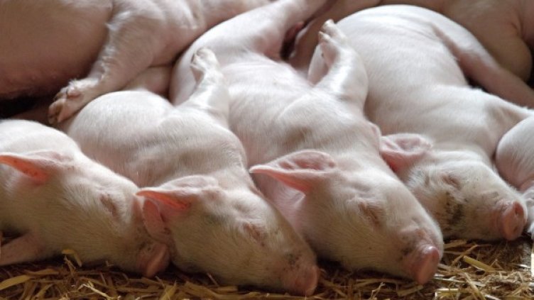 Снимка: pixaBay