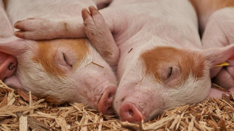 Снимка: pixaBay