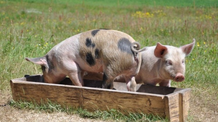 Снимка: Pixabay