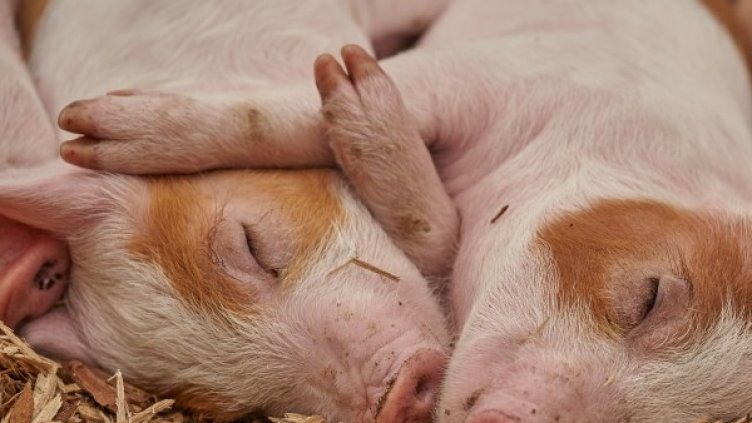 Снимка: pixaBay