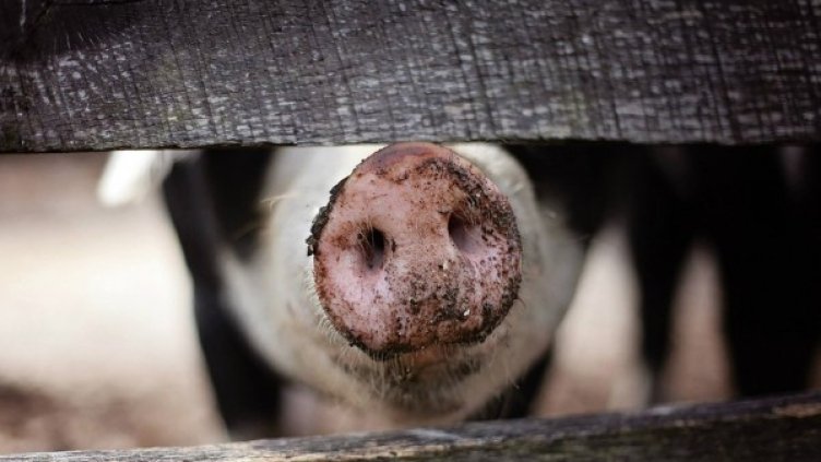 Снимка: pixabay