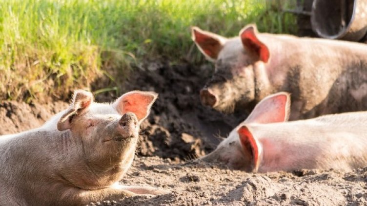 Снимка: pixabay