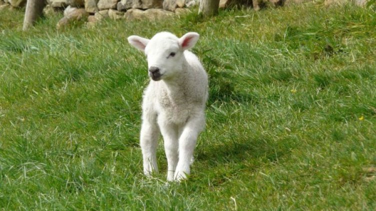 Снимка: Pixabay