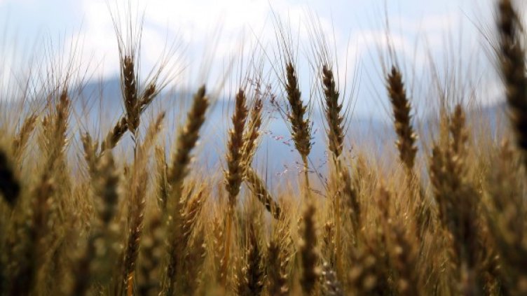 Снимка: Pixabay