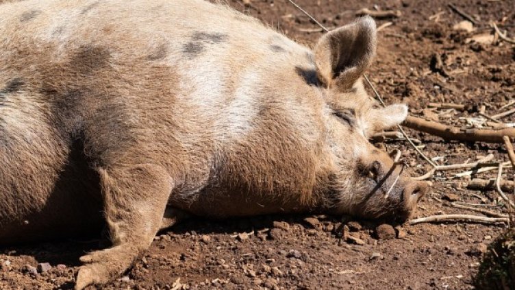 Снимка: Pixabay