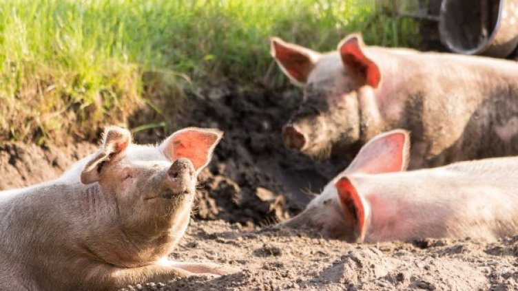 Снимка: pixaBay