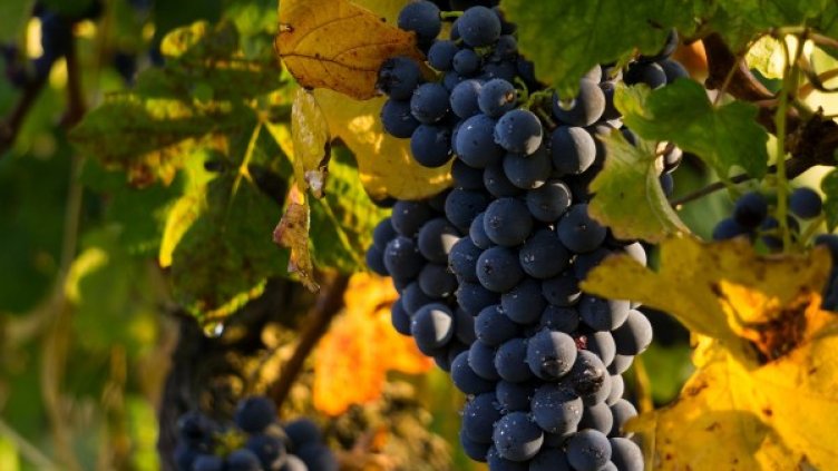 Снимка: Pixabay