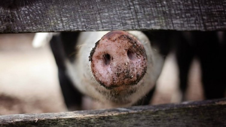 Снимка: pixabay.com