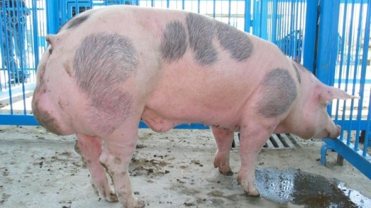 Снимка: Булфото, архив