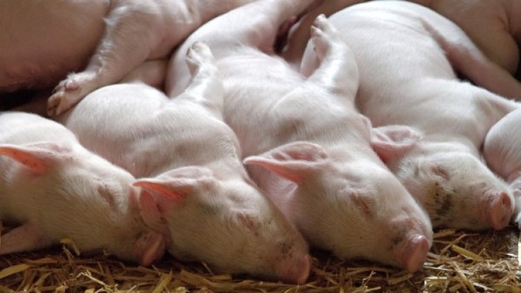 Снимка: pixaBay