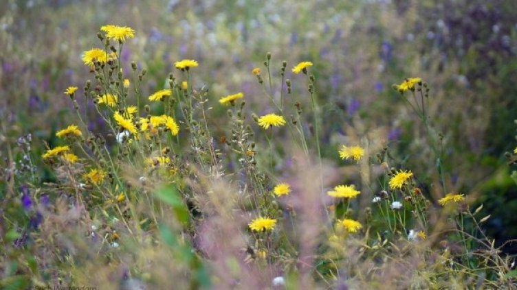 Снимка: Pixabay