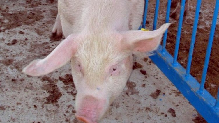 Снимка: архив, БулФото