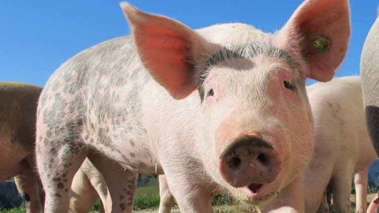 Снимка: Pixabay