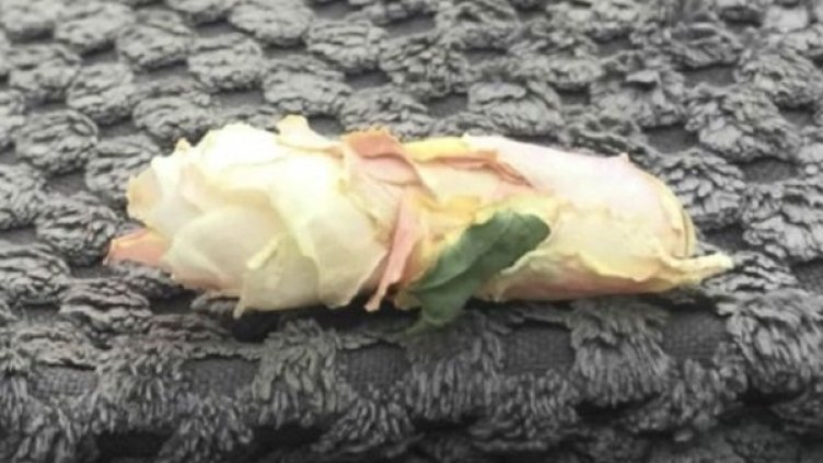 Снимка: Ameliya Toy, BBC
Снимка: Ameliya Toy, BBC