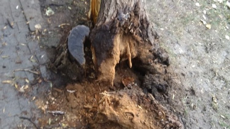 Снимка: HelpBook.info