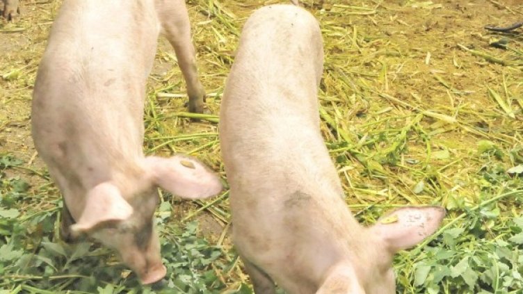 В "задния двор" - до 5 прасета, искат свиневъди. Снимка: архив, БулФото