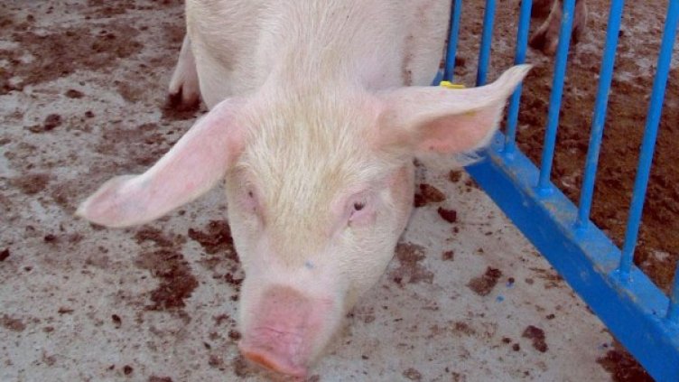 Снимка: архив, БулФото