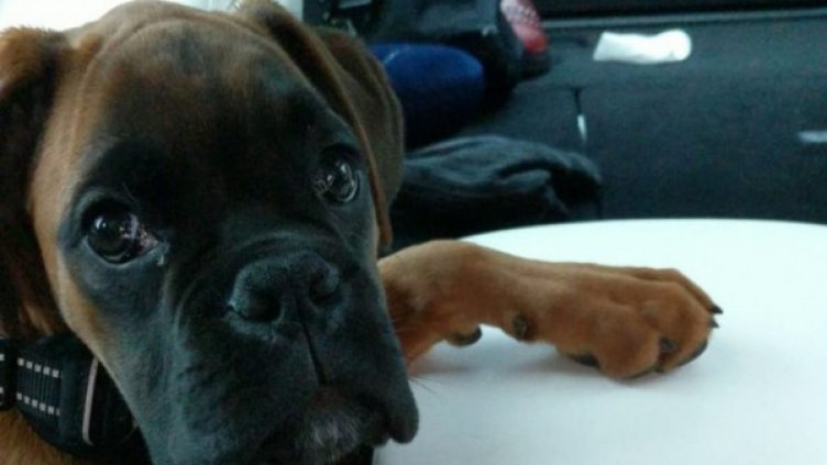 Снимка: Twitter