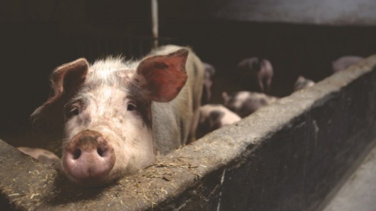 Снимка: pixaBay