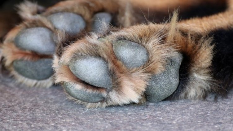 Снимка: pixabay.com