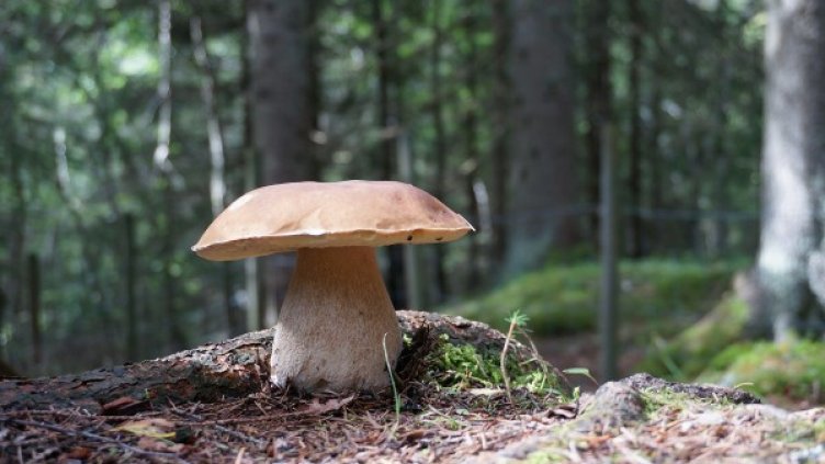 Снимка: pixabay.com