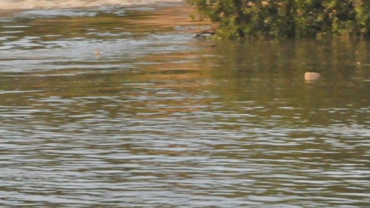 Снимка: Архив, Булфото