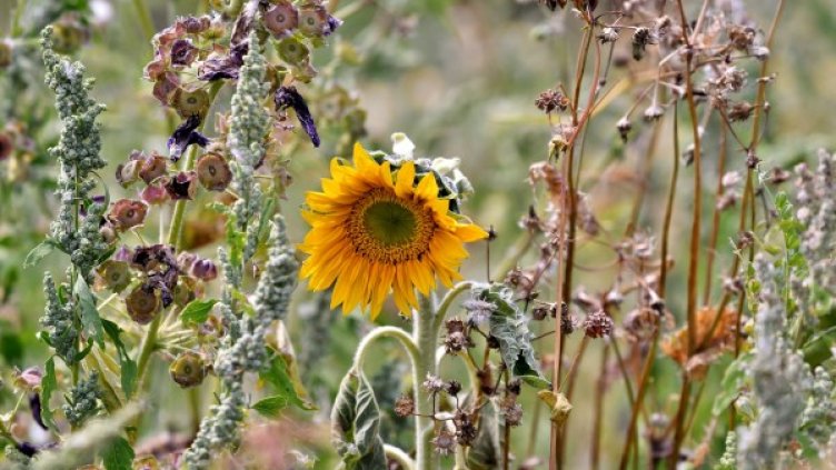 Снимка: pixabay.com