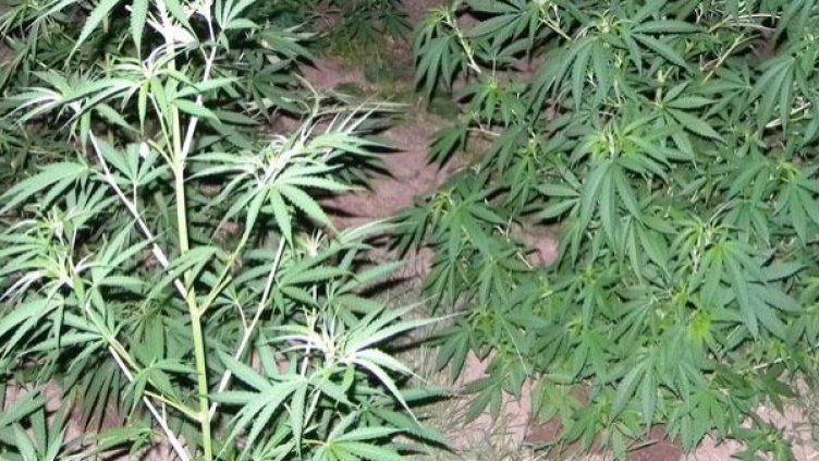 Снимка: Архив, Булфото