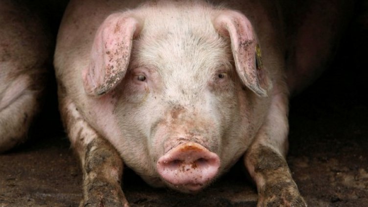 Снимка: pixabay.com