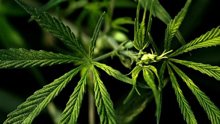 Снимка: Pixabay