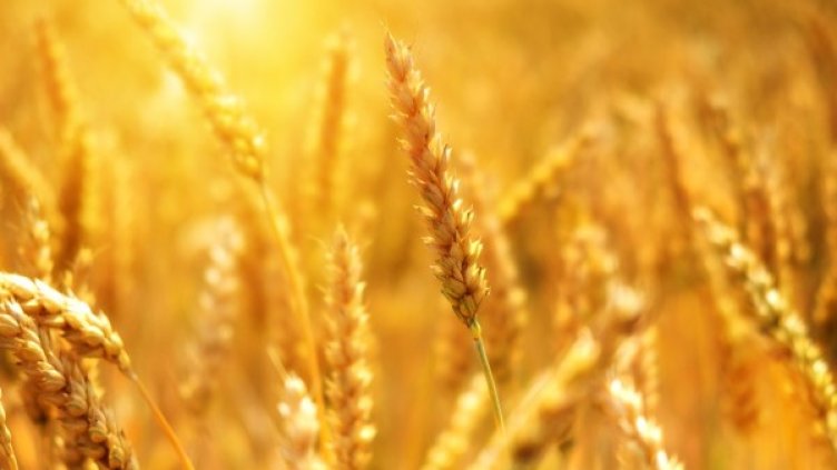 Снимка: Pixabay