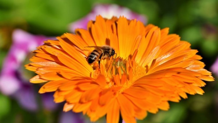 Снимка: Pixabay