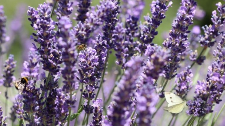 Снимка: Pixabay