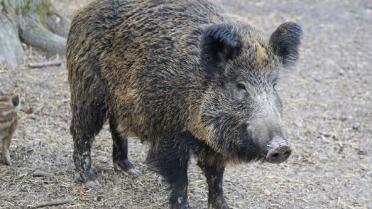 Снимка: pixabay.com