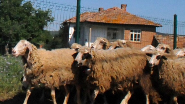 Снимка: БулФото