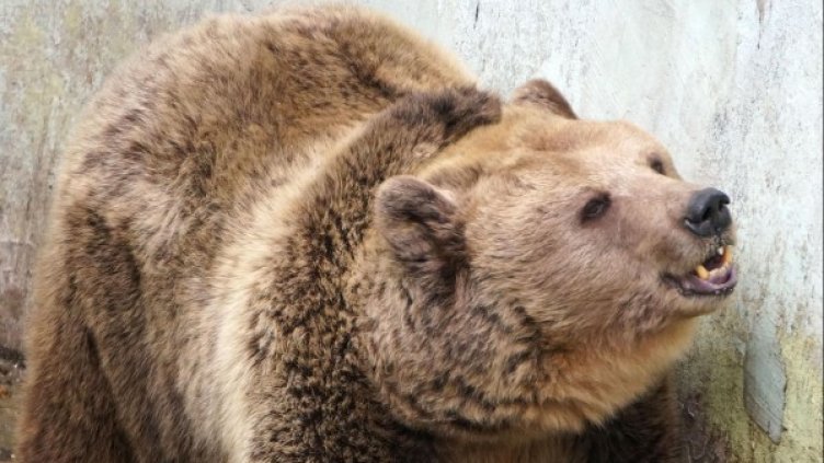 Архив: Булфото