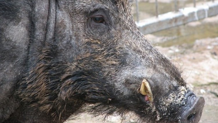 Снимка: pixabay.com