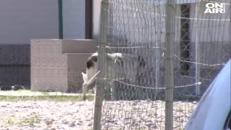 Заловиха бездомното куче, нахапало дете в Дупница