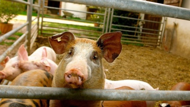 Снимка: Pixabay