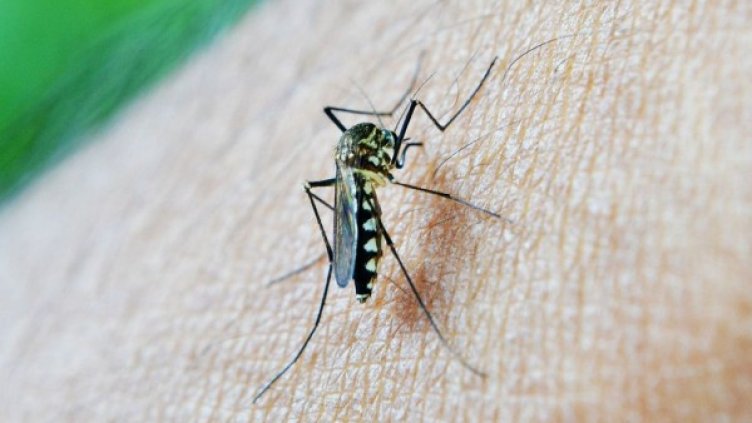 Снимка: Pixabay