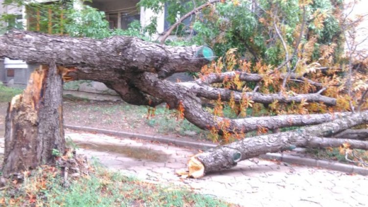 Снимка: Helpbook