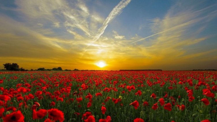 Снимка: Pixabay