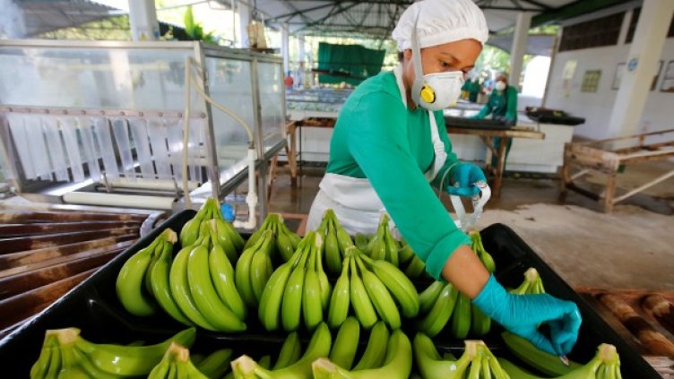 Бананова криза в Колумбия: "Чума" застрашава бъдещето на плодовете?