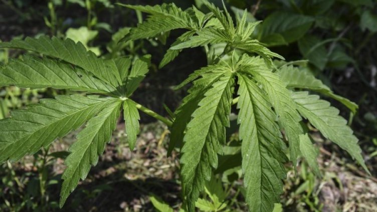 Снимка: архив "Булфото"