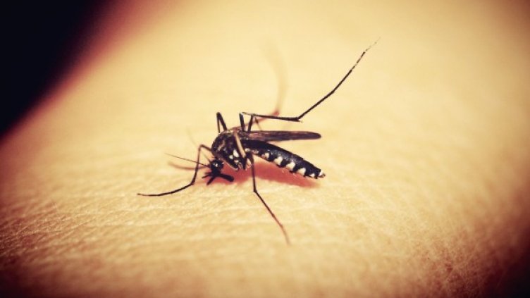 Снимка: Pixabay