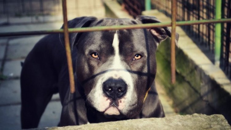 Снимка: Pixabay